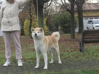 Akita Inu cani Disponibili due maschietti - Annuncio 1