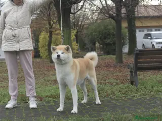Akita Inu cani Disponibili due maschietti - Annuncio 38