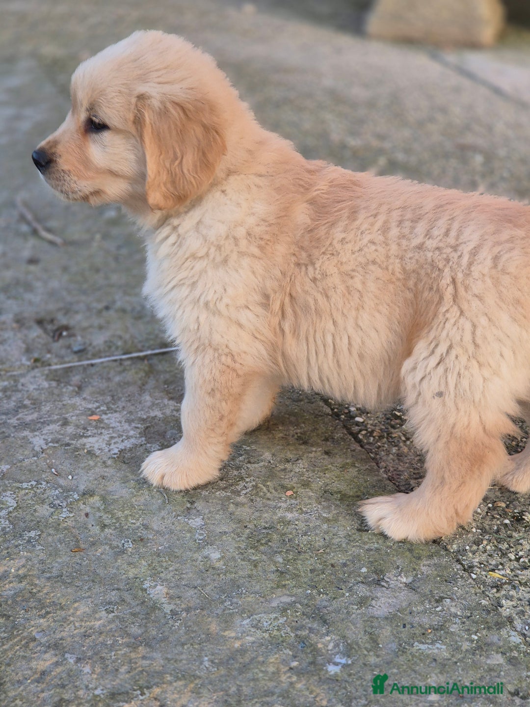 Golden Retriever cani in vendita: Cuccioli linea 100% americana  a Città metropolitana di Milano - Immagine 6