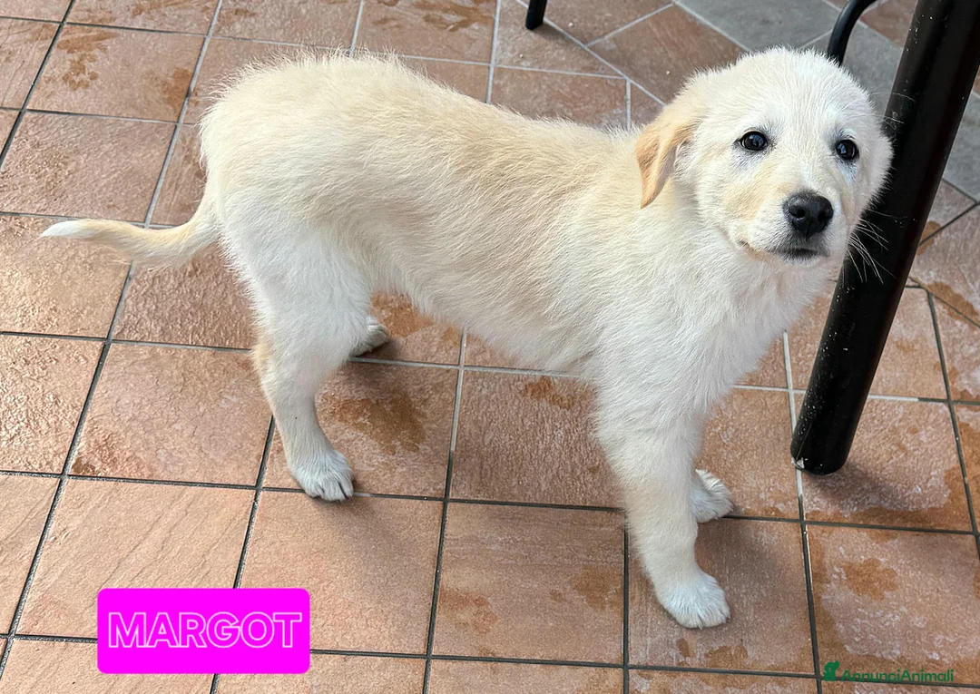 Meticcio cani in regalo: Margot 2 mesi taglia media  - Annuncio 1