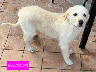 Meticcio cani Margot 2 mesi taglia media - Annuncio 1