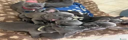 Bulldog Francese cani in vendita: Disponibilità di Bulldog Francese  - Annuncio 5