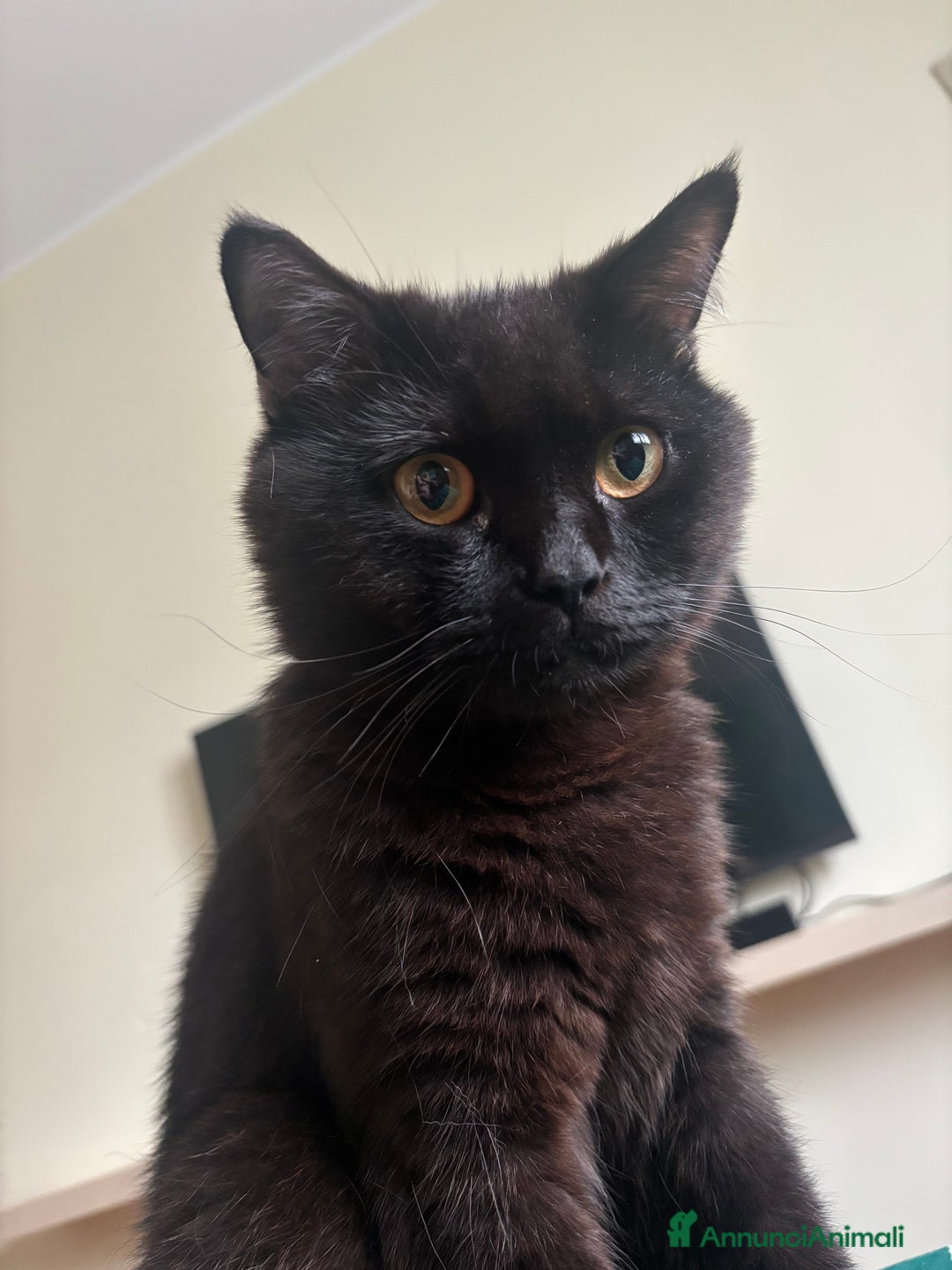 Scottish gatti per accoppiamento: Scottish straight per accoppiamento a Provincia di Padova - Immagine 1