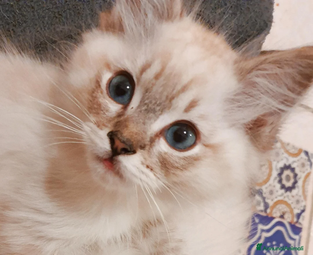 Ragdoll gatti in vendita: Ragdoll cucciola  - Annuncio 1