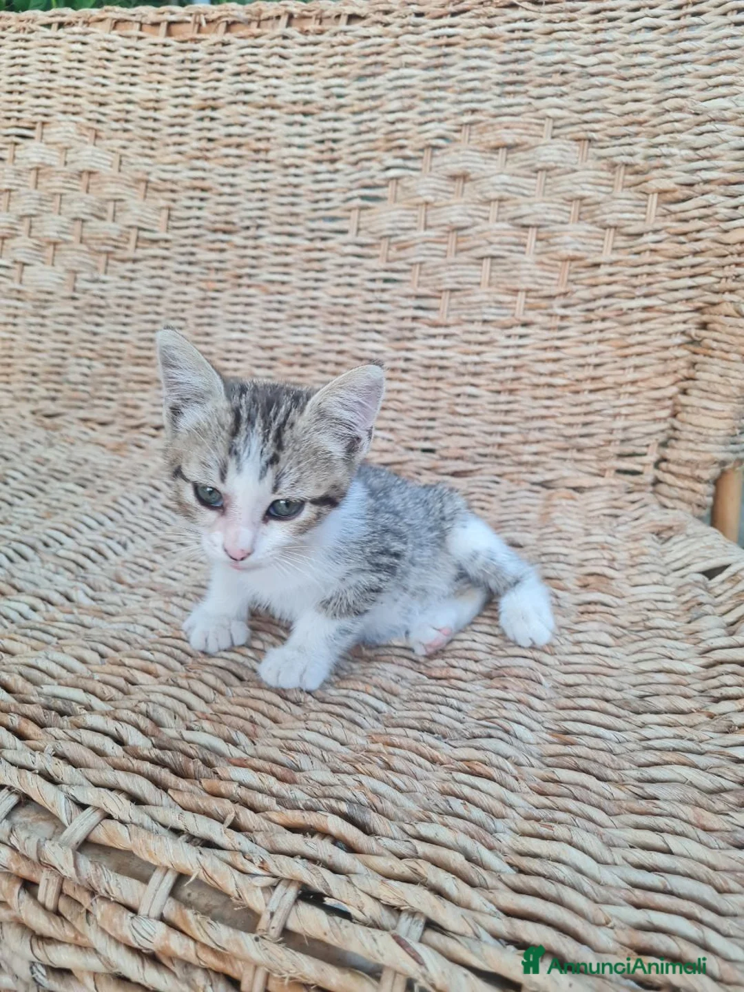 Altre razze cani in regalo: Gattino di 3 mesi cerca casa - Annuncio 2