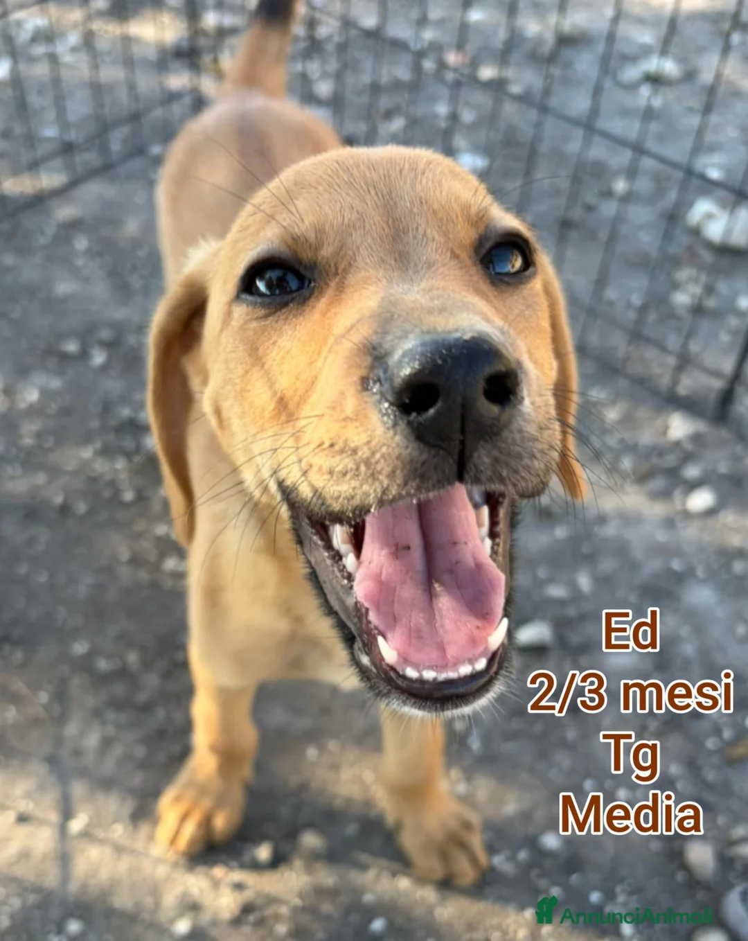 Meticcio cani in regalo: CUCCIOLI ABBANDONATI: URGENTE  a Città Metropolitana di Torino - Annuncio 2