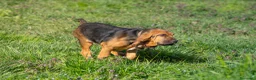 Bloodhound cani in vendita: Cuccioli Bloodhound - Annuncio 6