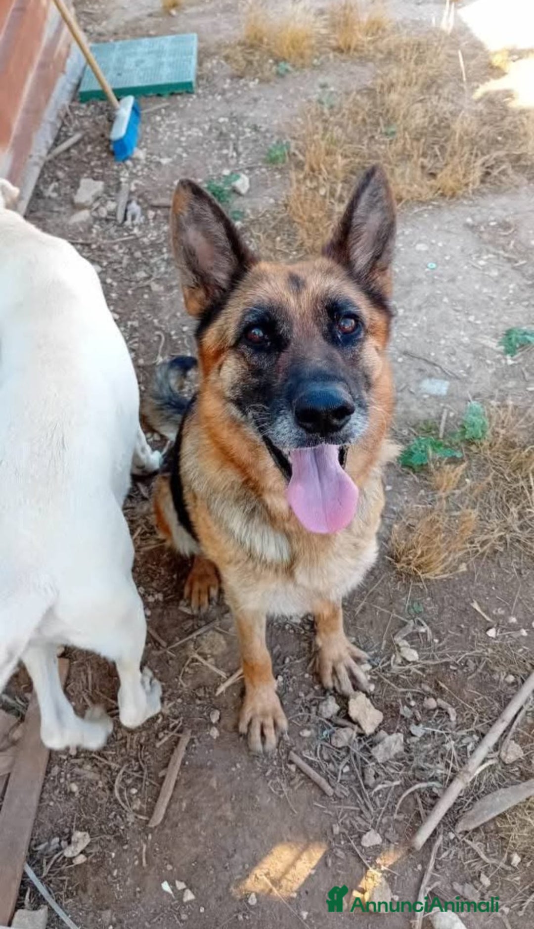 Altre razze cani in regalo: siria  - Annuncio 6