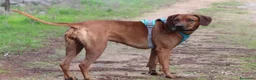 Rhodesian Ridgeback cani in vendita: Cuccioli Rhodesian Ridgeback con Pedigree ENCI - Annuncio 24