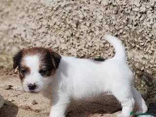 Jack Russell cani Jack Russell - Annuncio 1