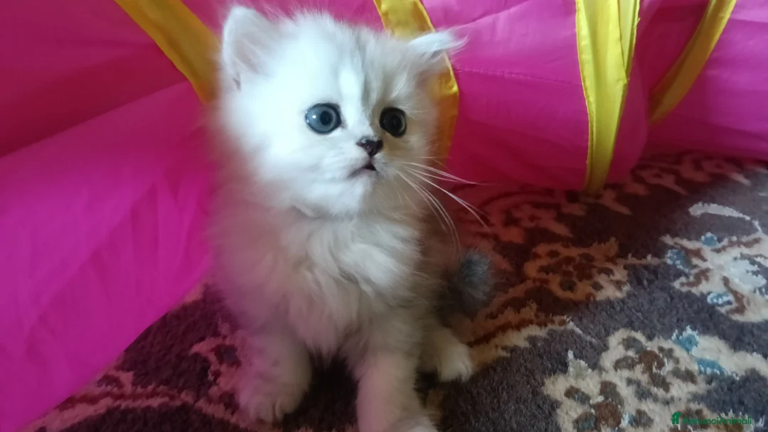 Persiano gatti in vendita: Persiano chinchilla silver doll face  - Annuncio 2