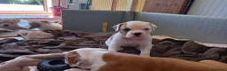 Bulldog cani in vendita: Cucciolo American bulldog  - Annuncio 12