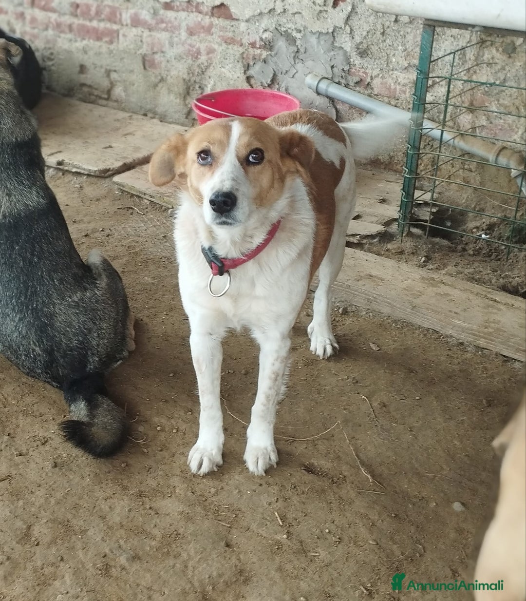 Meticcio cani in regalo: 11anni femmina tg media padrone deceduto! VIGEVANO a Città metropolitana di Milano - Annuncio 4