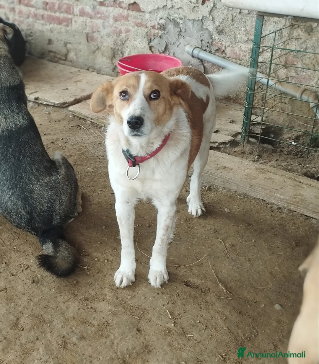 Meticcio cani in regalo: 11anni femmina tg media padrone deceduto! VIGEVANO a Città metropolitana di Milano - Annuncio 4