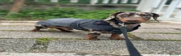 Bassotto cani per accoppiamento: Bassotto arlecchino disponibile per accoppiamento  a Provincia di Ascoli Piceno - Annuncio 2