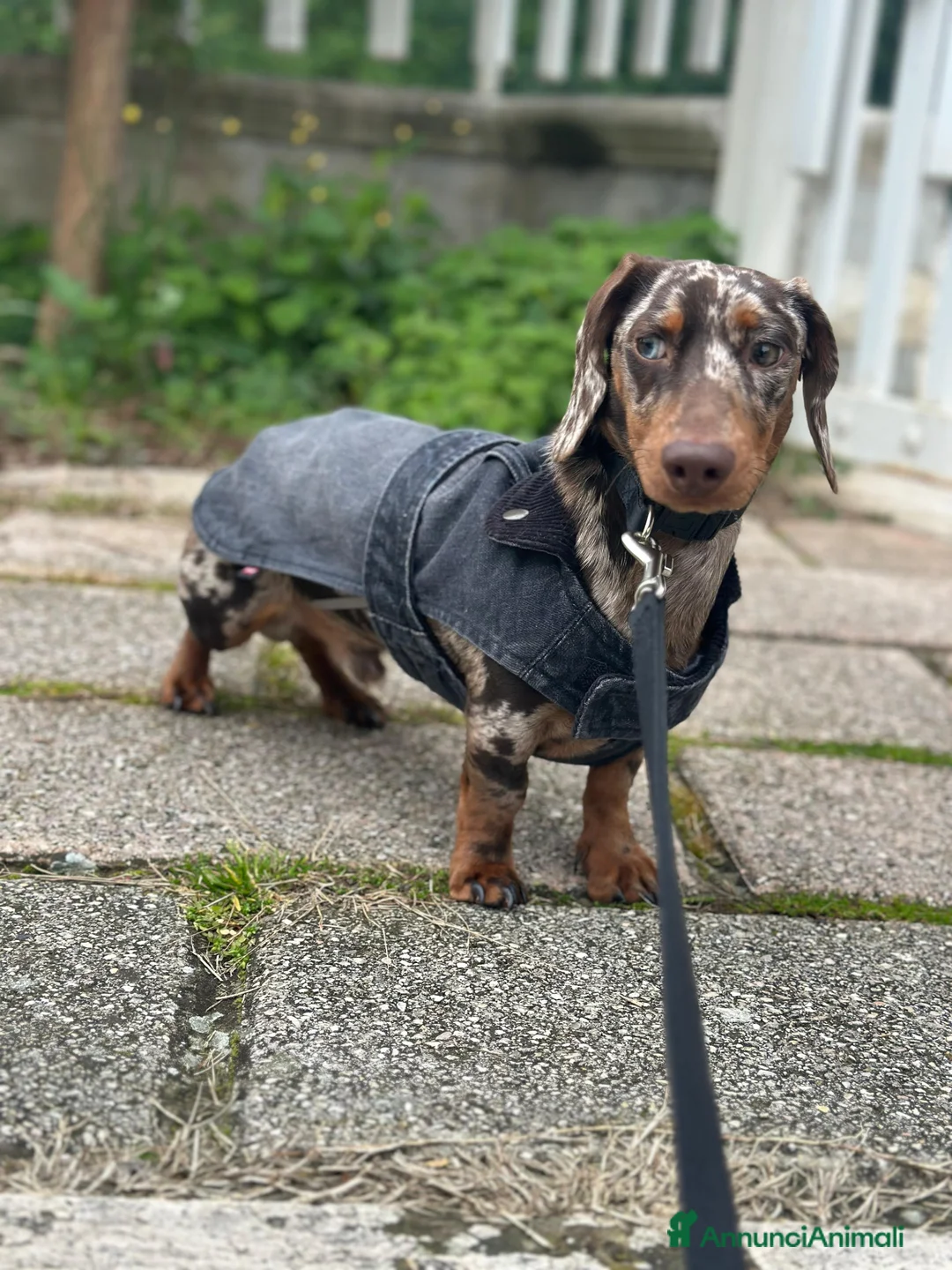 Bassotto cani per accoppiamento: Bassotto arlecchino disponibile per accoppiamento  a Provincia di Ascoli Piceno - Annuncio 2