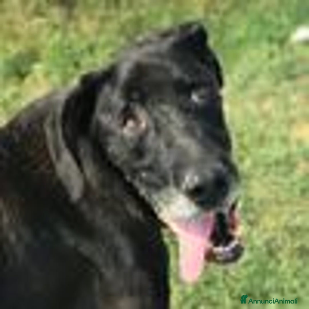 Meticcio cani in regalo: Dolce Nestore super  bisognoso di adozione a Provincia di Latina - Annuncio 4