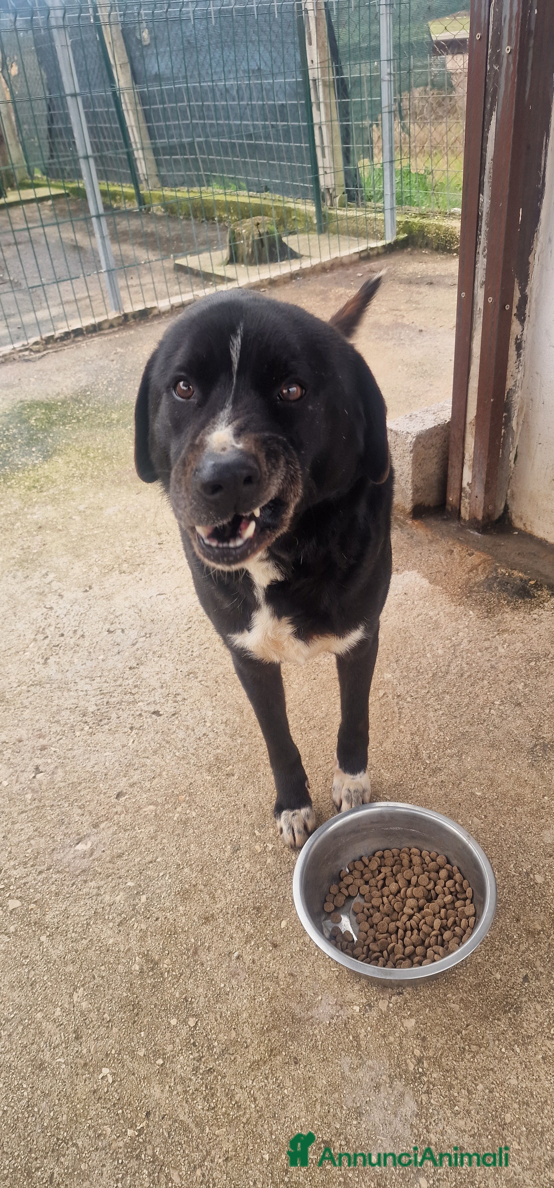 Meticcio cani Cocco - Annuncio 2