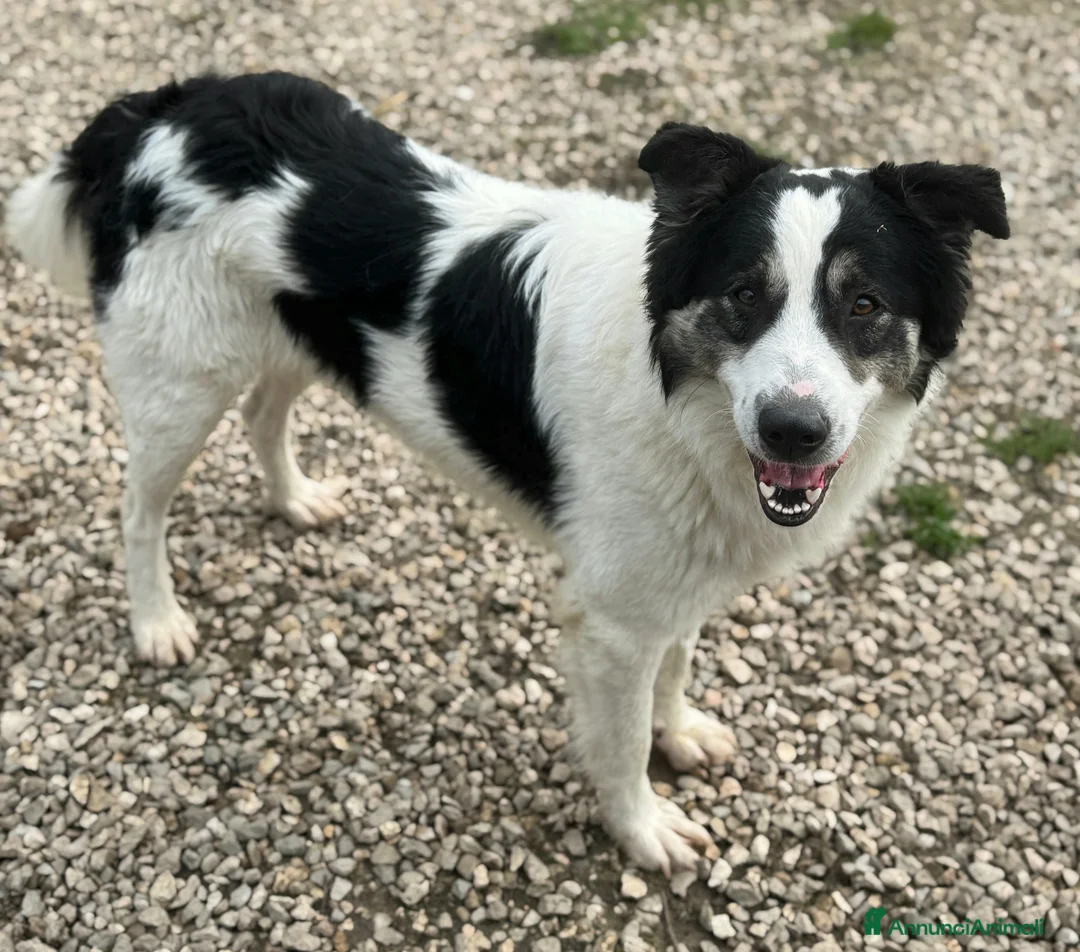 Meticcio cani in regalo: Aurelio 1 anno taglia media  - Annuncio 1