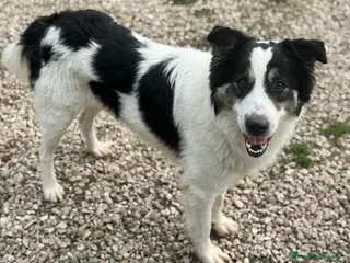 Meticcio cani Aurelio 1 anno taglia media - Annuncio 9