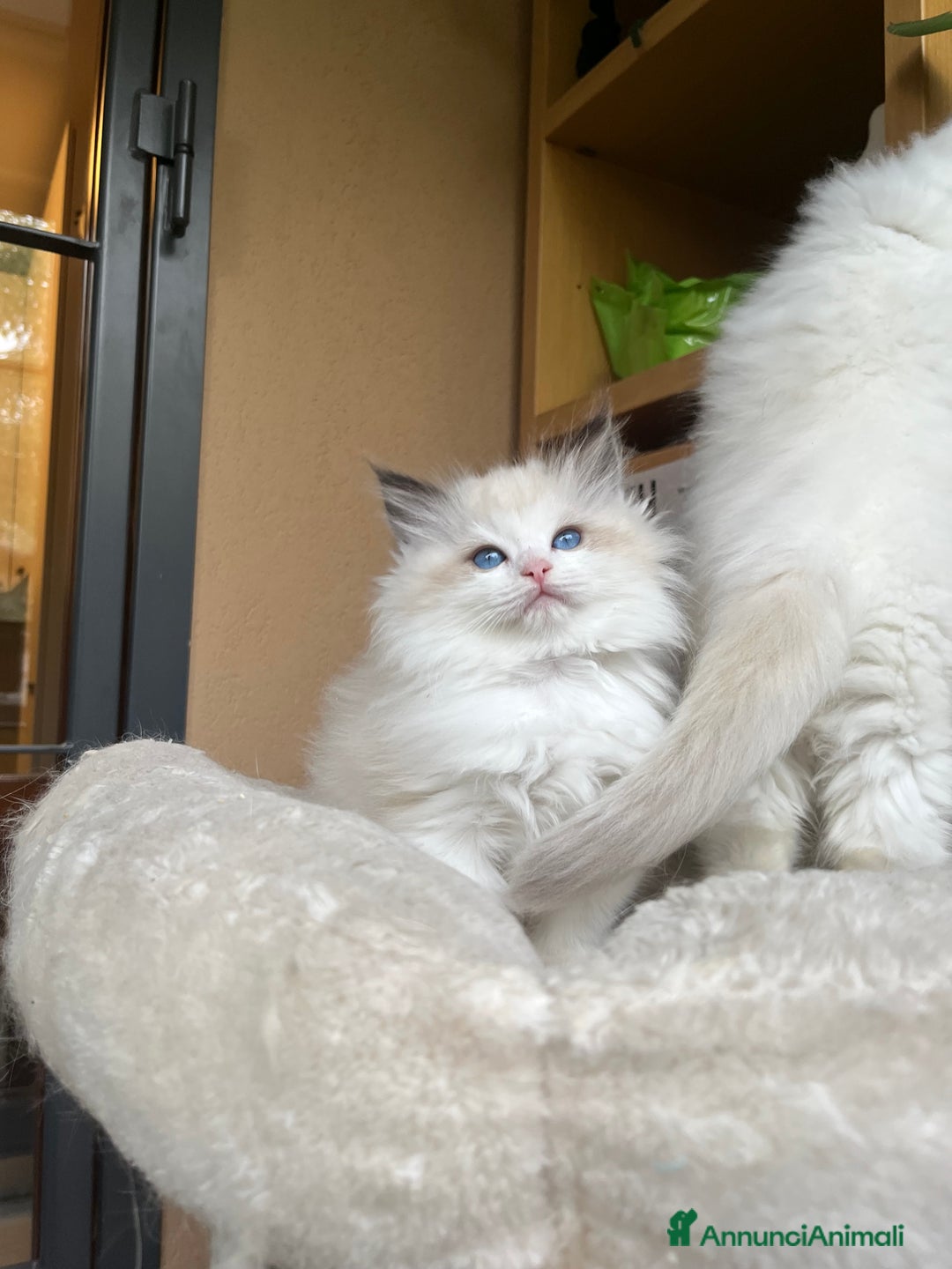 Ragdoll gatti in vendita: Splendida cucciola Choco bicolour - Annuncio 6