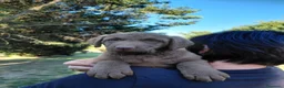 Chesapeake Bay Retriever cani in vendita: Cuccioli disponibili Chesapeake Bay Retriever  - Annuncio 3