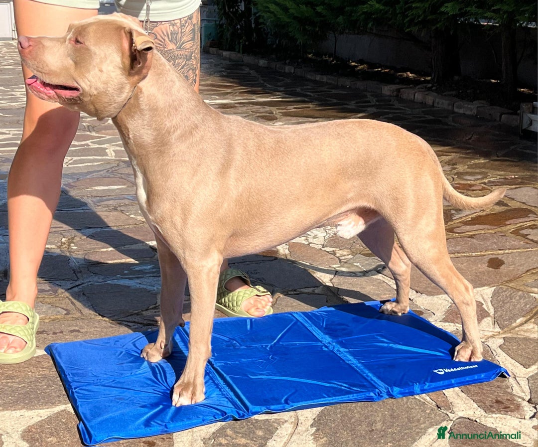 Pitbull cani per accoppiamento: monta pitbull silver red nose a Provincia di Cremona - Immagine 4