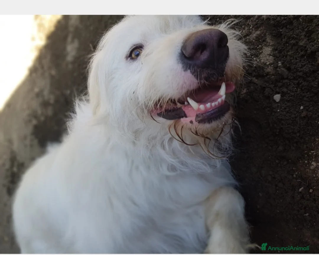 Meticcio cani in regalo: Adriano cerca casa a Roma - Annuncio 2