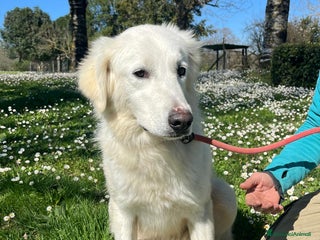 Meticcio cani MARY ABBANDONATA COME SPAZZATURA - Annuncio 15