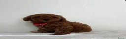Barboncino Toy cani in vendita: Adorabili cuccioli maschi di Barboncino Toy - Annuncio 8