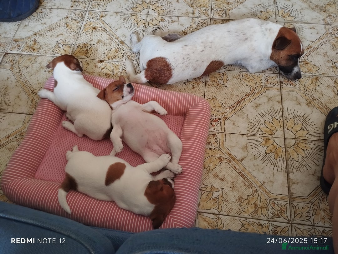 Jack Russell cani in vendita: Cedesi cuccioli di Jack Russell Terrier  a Città Metropolitana di Torino - Immagine 12