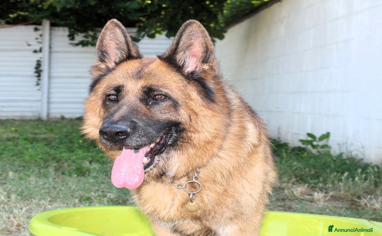 Pastore Tedesco cani a Città metropolitana di Milano - Annuncio 5