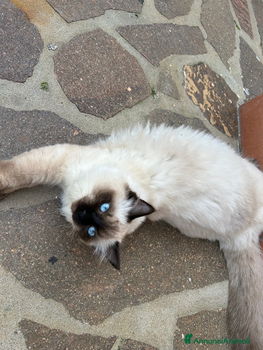 Ragdoll gatti per accoppiamento: femmina ragdoll per accoppiamento  - Annuncio 4