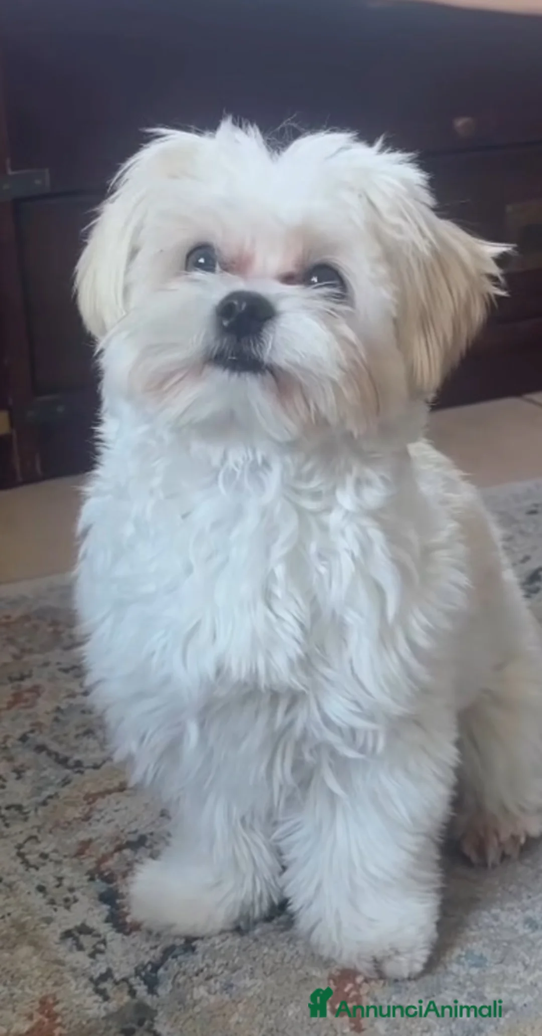 Maltese cani in vendita: Cuccioli Maltese toy - Annuncio 17