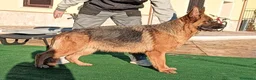 Pastore Tedesco cani in vendita: Pastori Tedeschi - Annuncio 3