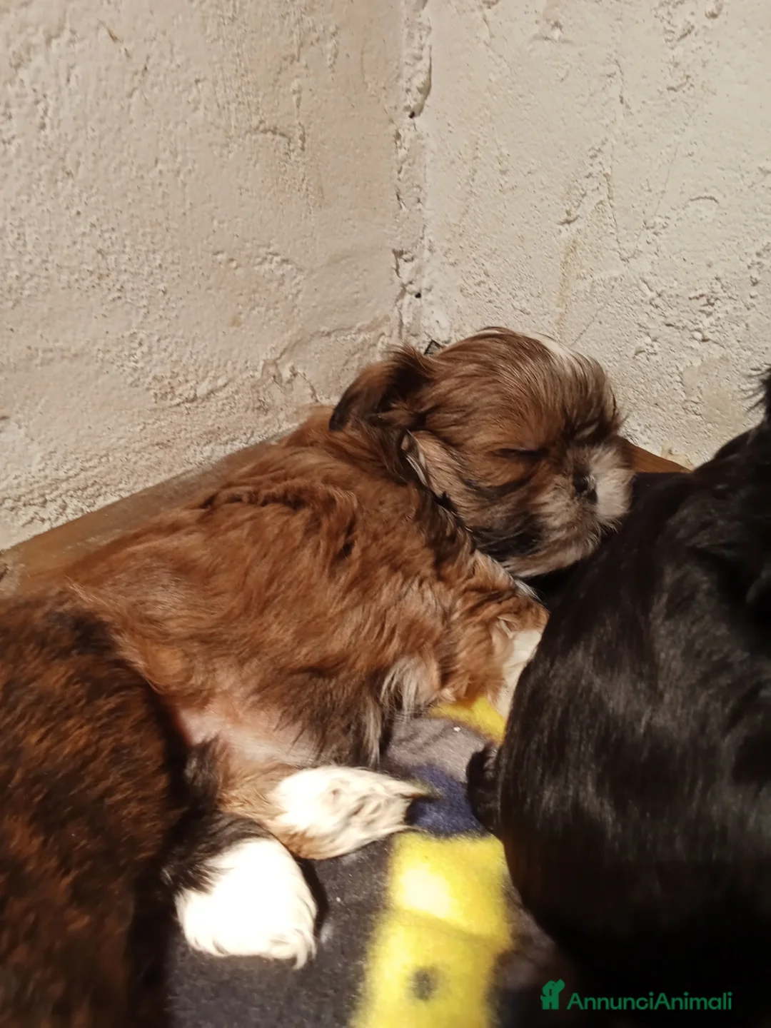 Shih Tzu cani in vendita: Splendidi cuccioli di Shitzu  - Annuncio 8