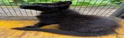 Maine Coon gatti in vendita: Cucciolo black smoke di maine coon (Tequila) - Annuncio 28