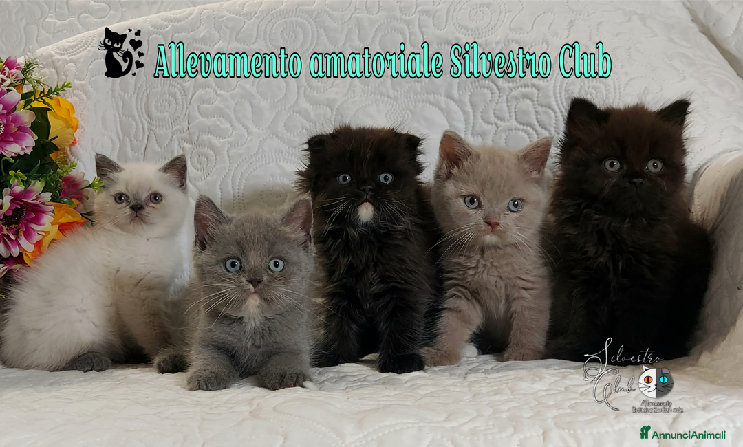 British gatti in vendita: British Shorthair cuccioli  a Città metropolitana di Roma Capitale - Immagine 3