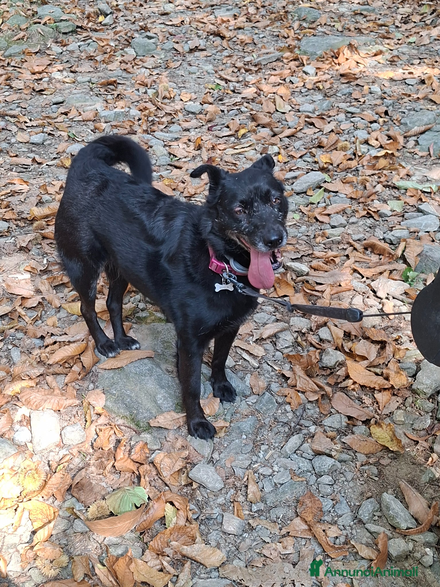 Meticcio cani in regalo: cagnolina in adozione  - Annuncio 1