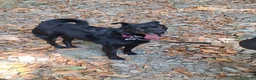 Meticcio cani in regalo: cagnolina in adozione  a Città Metropolitana di Torino - Annuncio 1