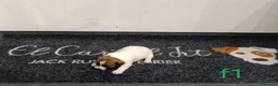 Jack Russell cani in vendita: Cuccioli di jack Russell pedigree Roi  - Annuncio 9