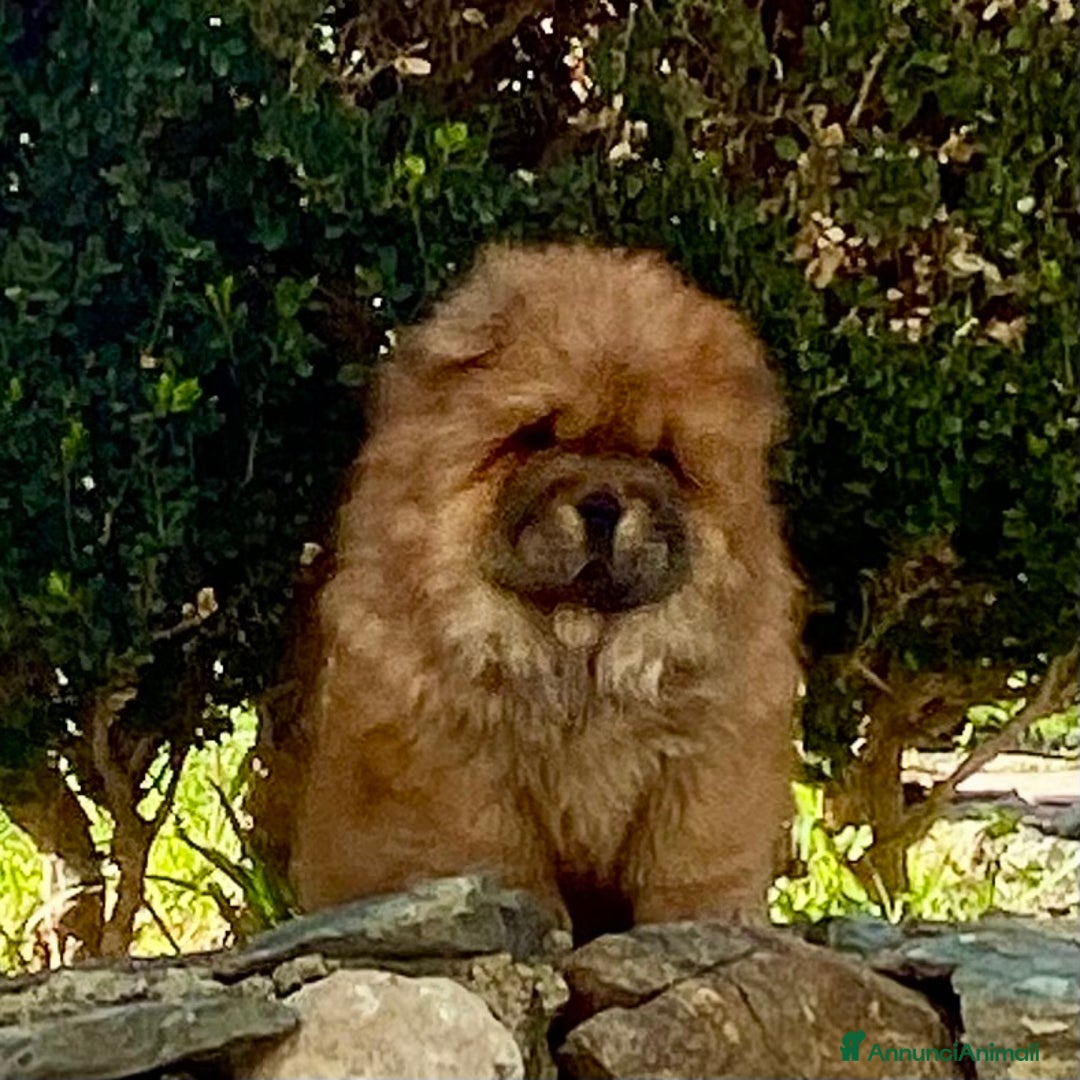 Chow Chow cani in vendita: Chow Chow Cucciole femmine nero e rosso  - Annuncio 21