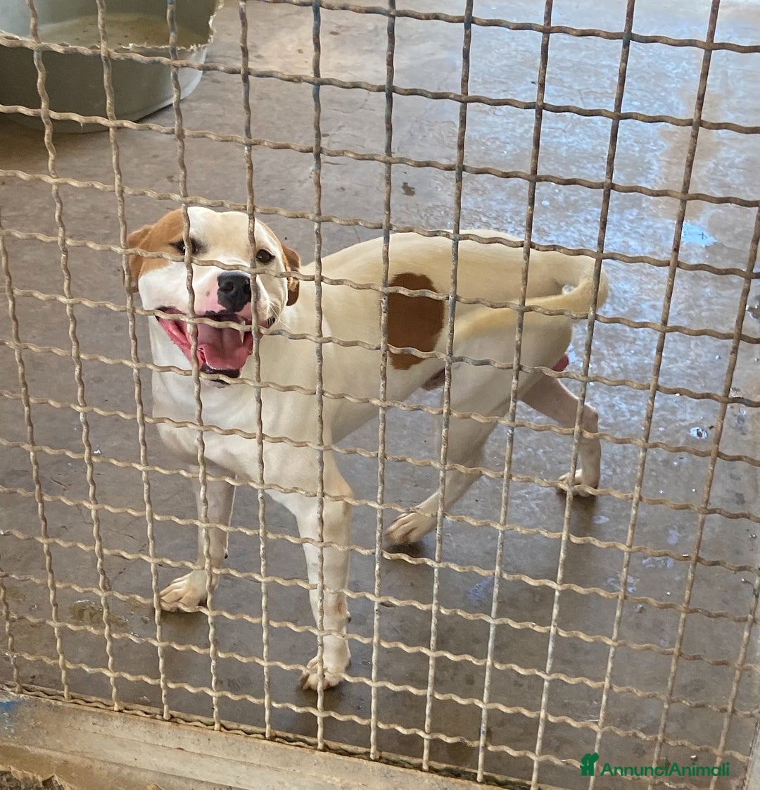 Staffordshire cani in regalo: IGOR, dolcissimo mix STAFFY! - Annuncio 6