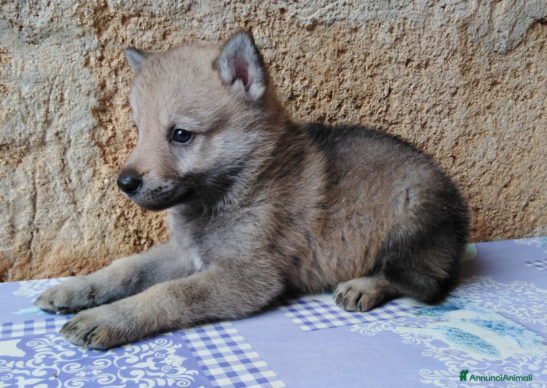 Lupo Cecoslovacco cani in vendita: Cane da Lupo Cecoslovacco super cuccioli PEDIGREE  - Annuncio 5