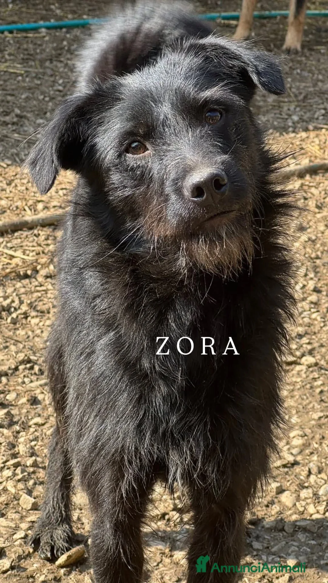 Meticcio cani in regalo: Cani TOTAL BLACK: i cani invisibili!  - Annuncio 9