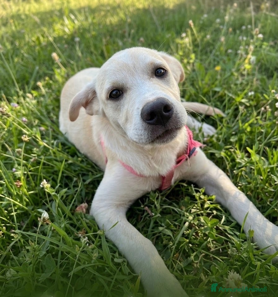 Meticcio cani in regalo: 🐾 CERCASI CASA PER LA VITA! 🐾 - Annuncio 14