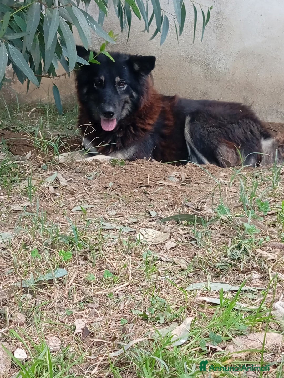Meticcio cani in regalo: Nadia, simil lupetta!  - Annuncio 1