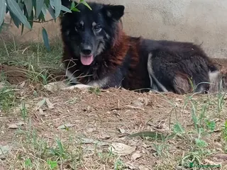 Meticcio cani Nadia, simil lupetta! - Annuncio 28