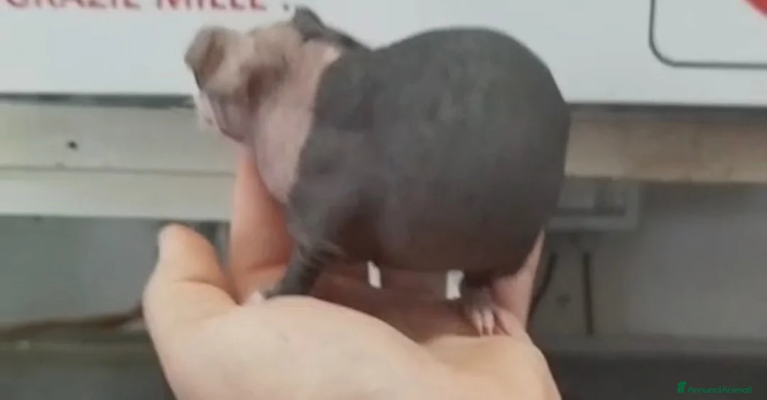 Meticcio cani in vendita: Cavia peruviana skinny  a Città metropolitana di Roma Capitale - Annuncio 2