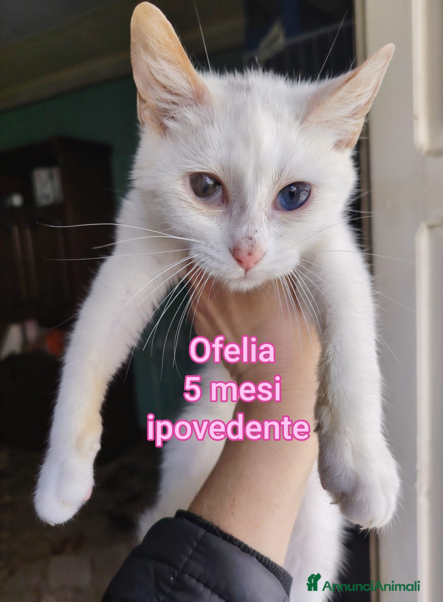 Europeo gatti GATTINI SOLI ED ESCLUSI!  - Annuncio 32